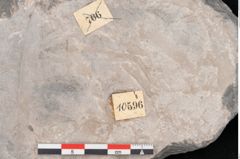 Foto (Detailansicht) von Laurus cretacea Ettingshausen (NHMW-GEO-2024-0188-10596)